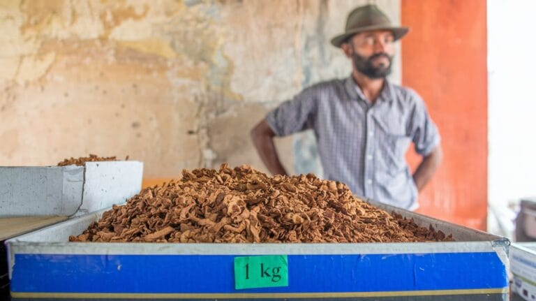 tabaco negro de liar